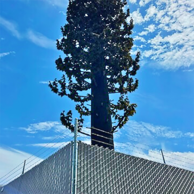 A tall tree stands majestically above a fence, creating a striking contrast in the landscape.